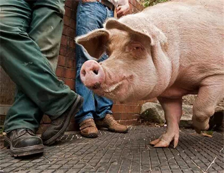 农村养殖年入十万，养猪技巧在以下几点