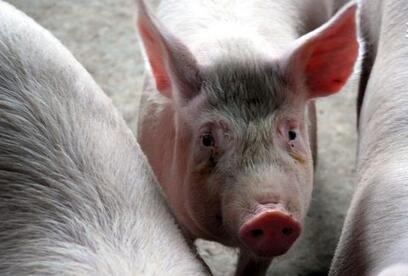 人工费用昂贵，美、加等国大型猪场怎样处理猪粪污？