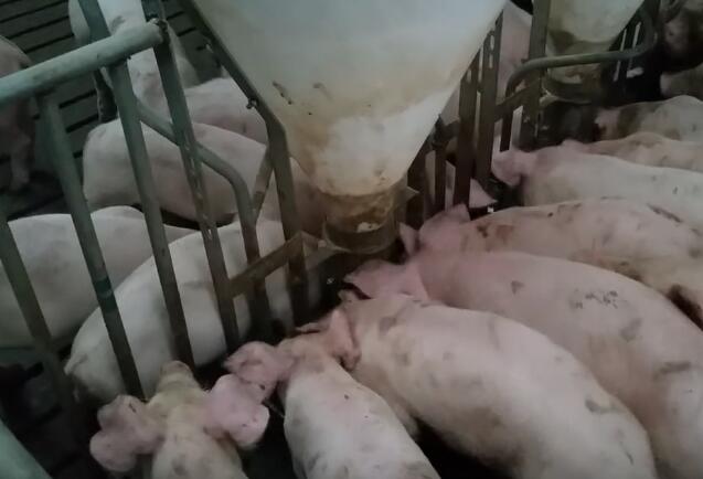 猪场里自动喂料系统，一个饲养员养几千头猪