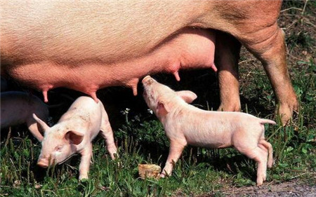 母猪使用猪瘟疫苗的技巧，你知道吗？