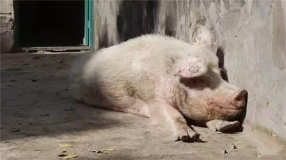 阿富汗唯一一头猪，享受国宝级待遇，也是世界上唯一活到老死的猪