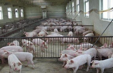 我国生猪产业发展现状、问题与对策建议