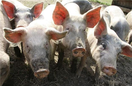 猪回肠炎的临床症状有哪些？