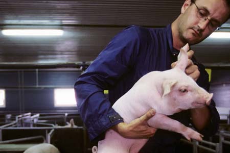 农业部公布：12月猪价回升的七大原因