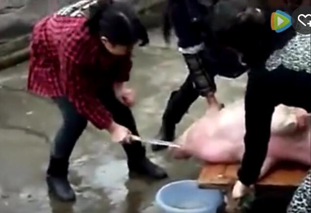 农村小媳妇杀猪视频 别有一番滋味在乡间