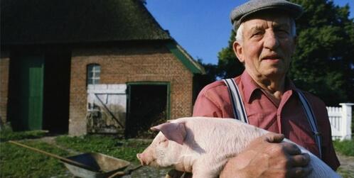 养猪的前景如何？未来的养猪散养户们有前途吗？