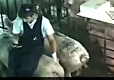 养猪场员工骑受孕母猪 被动物权益组织处罚