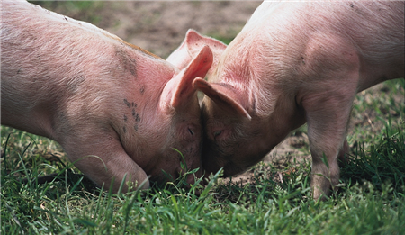  猪价迎全国范围的普涨 华中、西南涨势扩大