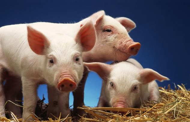 南方制作腊肉需求即将开启 猪价大幅上涨