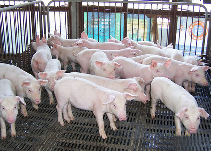 猪价连续上涨创新高，明年猪价业内专家们这么说……