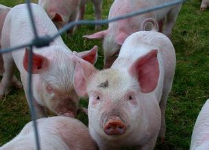 养猪业持续的数据化革命，数据化养猪该怎么养?