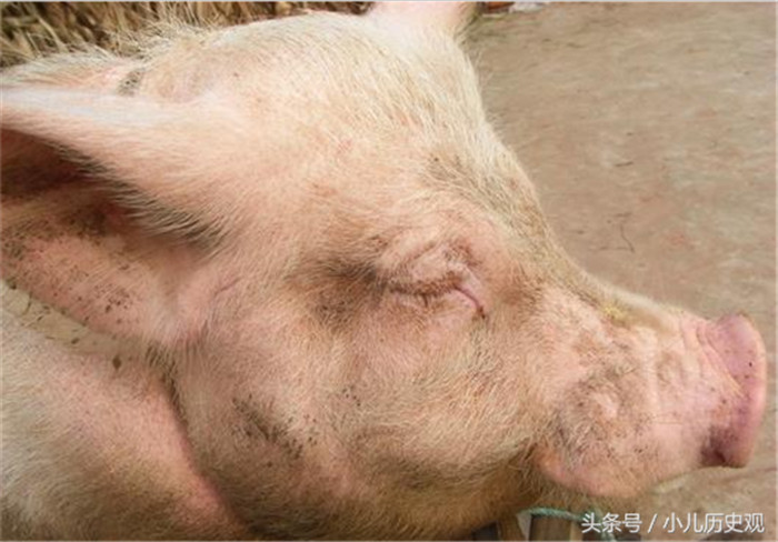 第一次见到农村兽医帮猪人工采精，兽医真的不容易！ 