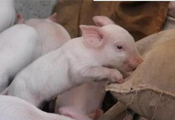 猪场“常客”：产房仔猪腹泻，照料好母猪是关键！