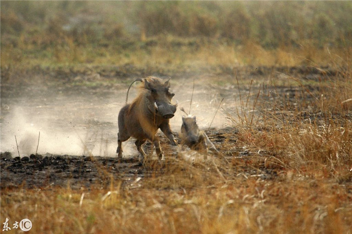 你敢相信，猪竟然跑得比猎豹还快，这一定是猪群中的战斗猪吧 