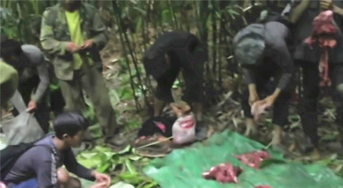 越南人爱捕猎，10人用原始方法捕到头500斤野猪，现场分肉！ 