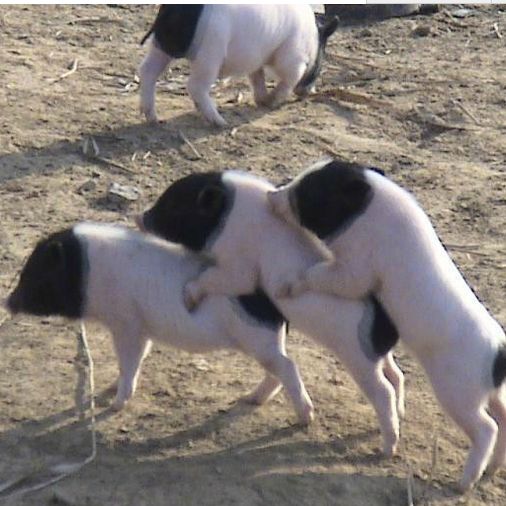 本轮猪周期生猪存栏量没有显著回升的原因