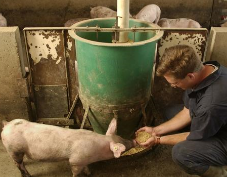 如何合理选择猪的饲料原料？
