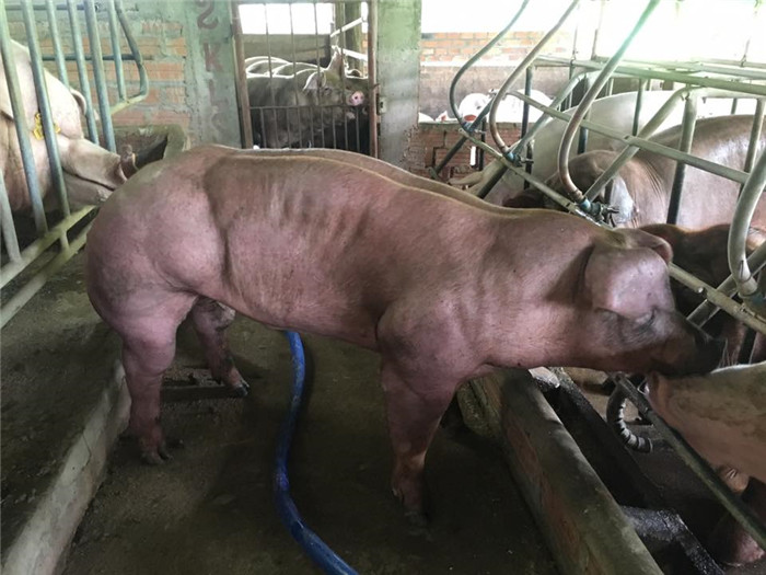 班迭棉吉省的一个养猪场：里面的猪很爱健身，一身肌肉羡煞旁人 