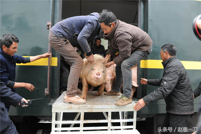 四川凉山：猪啊，羊啊，搭火车去赶场啊 