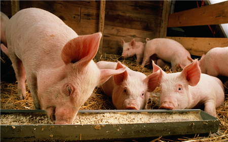 为何猪吃得越来越好身体却越来越差，原来是养猪户做了这些事