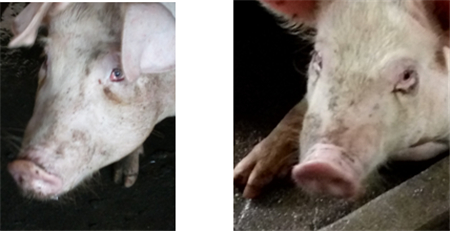 详解猪呼吸道疾病——临床表现图文(二) 　　