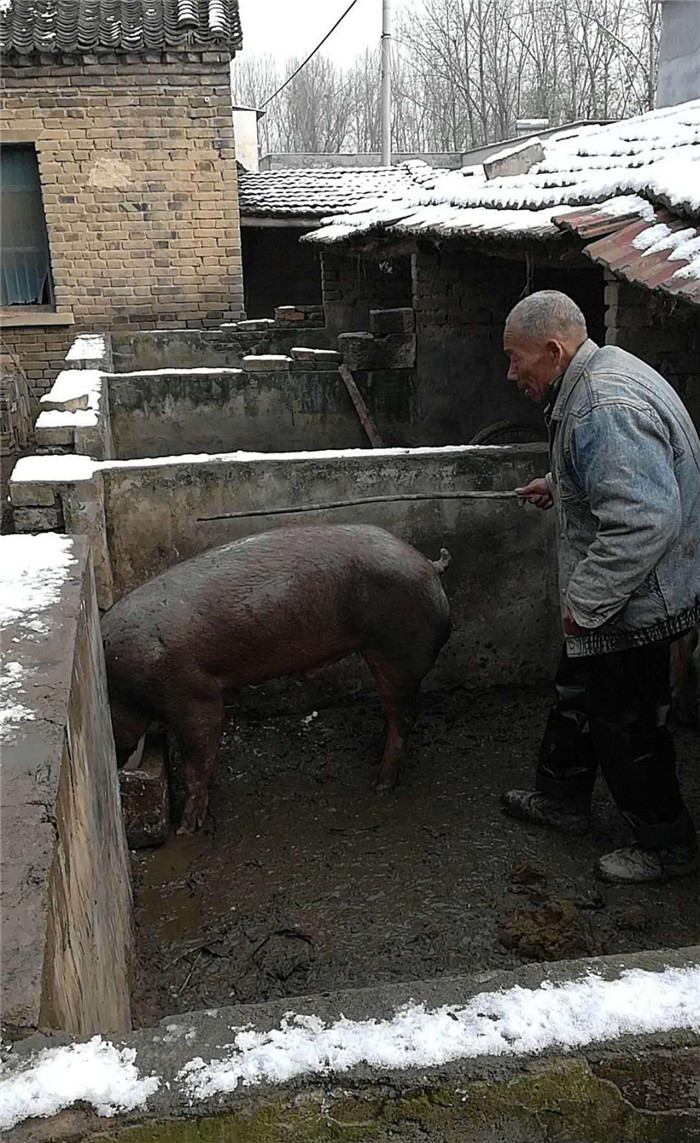 农村家猪交配，关键时刻养猪人做出这动作，这场面城里人见不到 