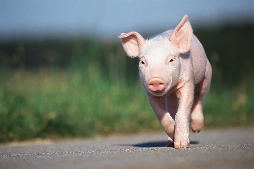 兽药暴涨，猪场该如何管理，猪才能少生病？