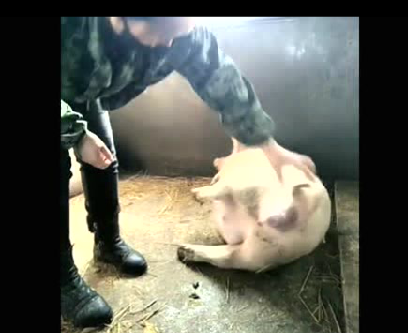 母猪难产？一脚把猪崽从母猪肚子里蹦出来了！