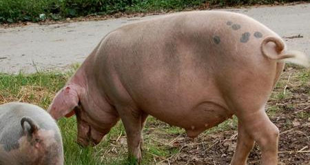 磺胺药治猪病导致其中毒，错出在哪儿？咋解救？