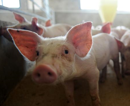 生猪养殖效益翻一翻，不看亏大了！