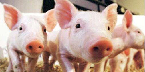 几乎半个中国已经受到疫情威胁?限制生猪运输！