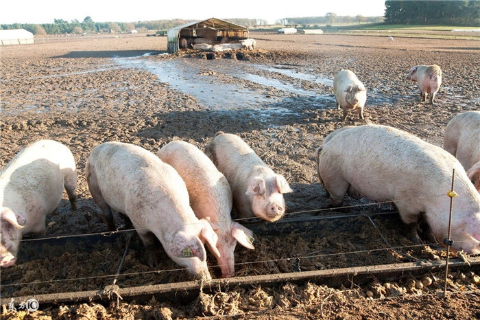 从只养猪到做一个生态农庄，需要做哪些？ 