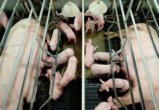 养猪技术：小猪出生后这样护理，才养的好！