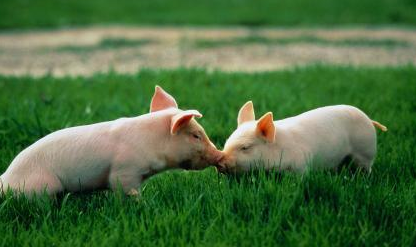 养猪常用的三种饲料添加剂，增重抗病效果好