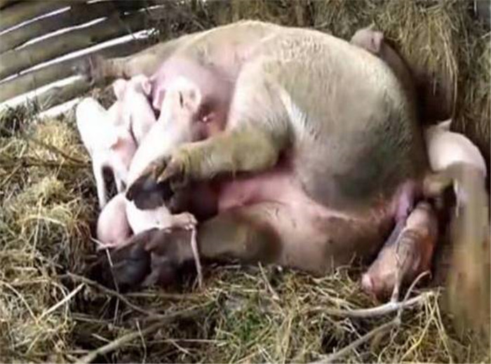农村大妈早起给猪喂食，结果看到这样罕见的一幕！