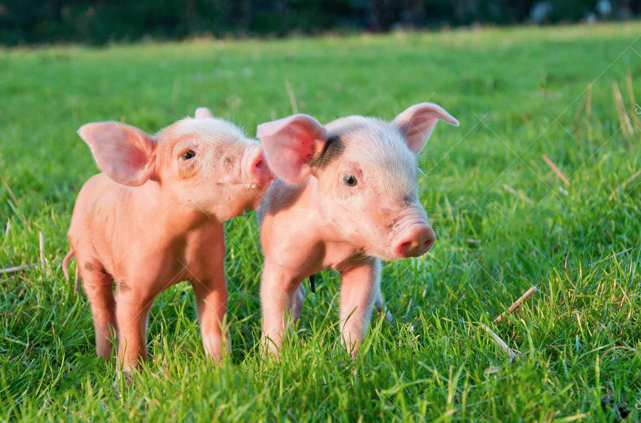 预计短期内猪价以震荡调整为主 但进入腊月还有一波涨势
