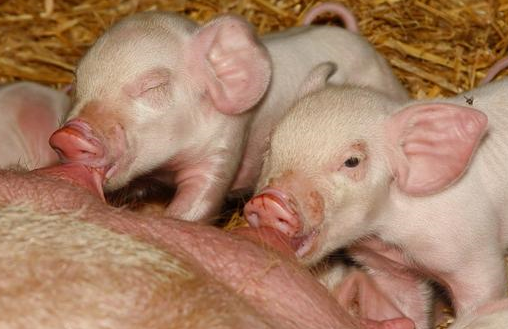 教你母猪产后分娩舍卫生及带猪消毒与免疫、治疗！