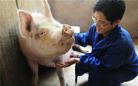 长沙绿叶告诉您猪只呕吐可能隐藏着其他严重疾病！！！