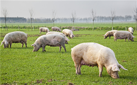 冬季预防猪只腹泻，绿叶技术来教您