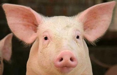 猪生短暂，猪友不妨了解一下您养的猪？最全“猪信息”！