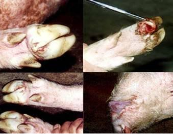 这六大因素，导致猪口蹄疫，继发感染多种疾病！