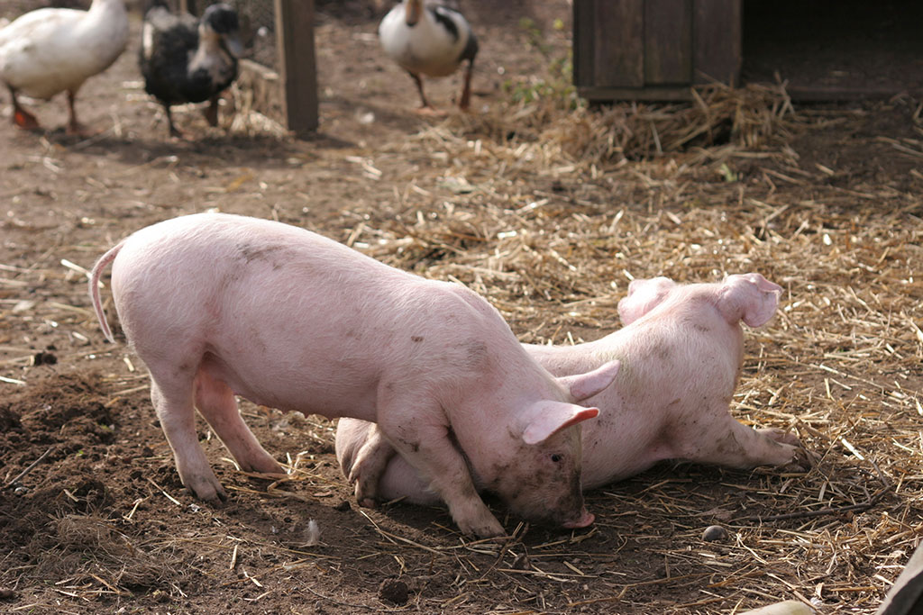 初产母猪提早断奶对其繁殖性能的影响