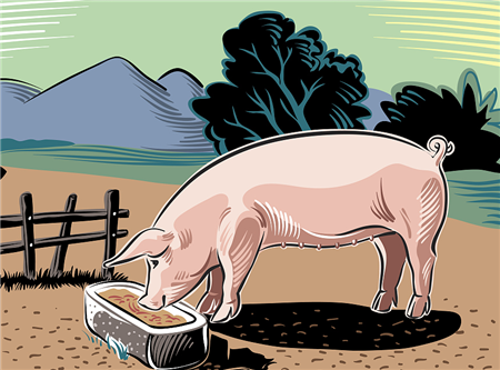 2017养猪业发生的十件大事，你还能想到哪些