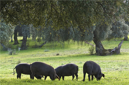 养一头猪每年要缴多少税？环保税征收税额已确定
