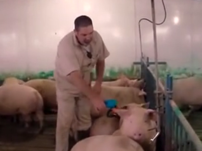 美国电子母猪饲养的猪肉，严格控制猪的食量，每个猪大小都一样