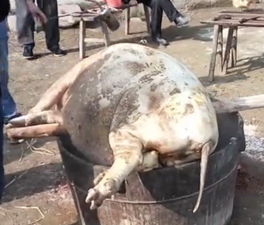 湖南农村杀过年猪，这是什么技术，都快变成烤猪了