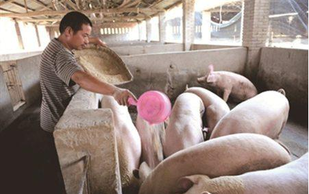 统计局：2017年全国生猪出栏68861万头，增长0.5% 　　