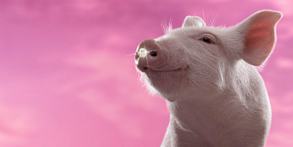 能繁母猪一个月暴减42万头，“缺猪”却是未必？