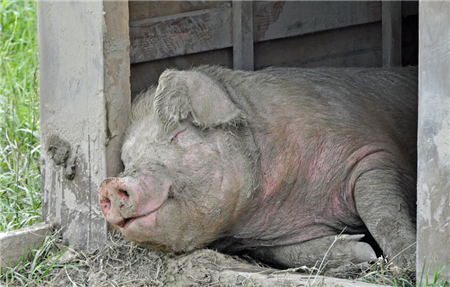 生猪养殖盈利会逐步收窄 猪价下跌态势会延续