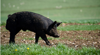 什么是保健养猪技术？什么是135高效保健养猪技术？